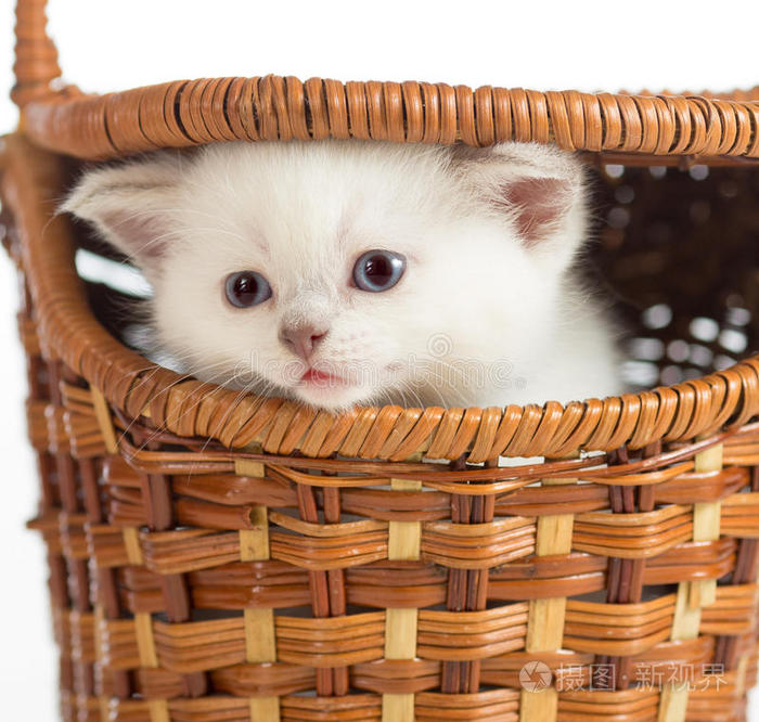 篮子里的小猫