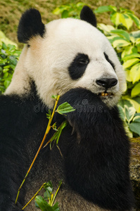 吃大熊猫