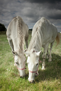 两匹马吃草