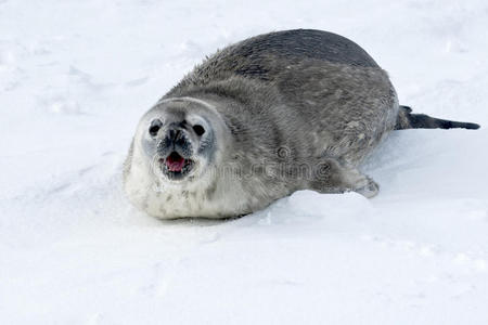 年轻的威德尔海豹在雪地上呼唤雌性。