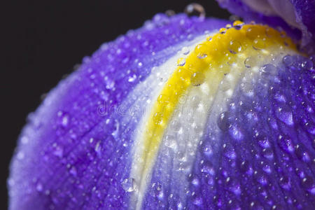 紫色虹膜花瓣特写图片