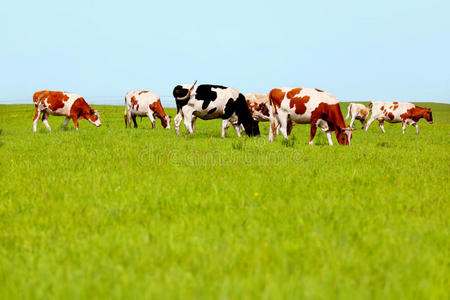 在牧场上吃草的奶牛