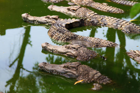 水中的鳄鱼图片