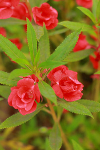花园香脂红花
