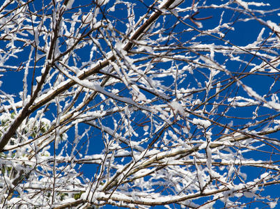 树枝上的冬雪