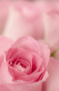 粉红玫瑰特写。