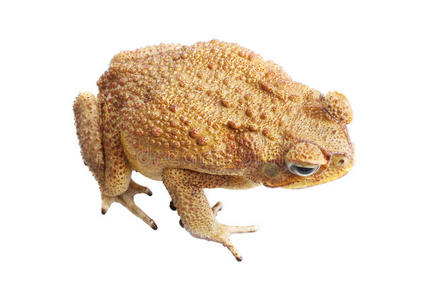 白毛蟾蜍摄影图