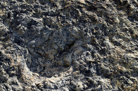 恐龙足迹遗迹化石