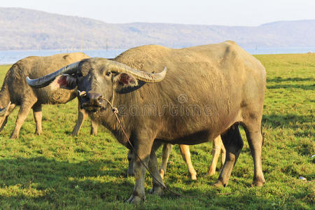 草地上的泰国水牛