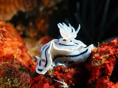 生菜海伊库拉鬼笛鱼裸鳃类鲸鱼宝宝贝壳莴苣海蛞蝓条纹蟾蜍裸鳃类海兔