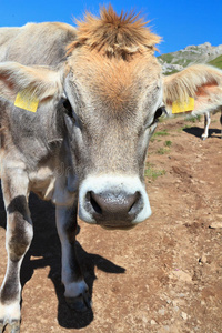 高山牧场上的奶牛