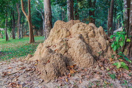 泰国四沙吉公园白蚁丘图片