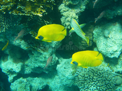 红海珊瑚礁上的热带鱼，