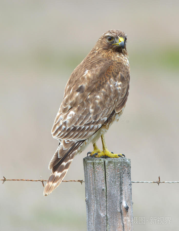 加利福尼亚州大苏尔篱笆柱上寻找猎物的红尾鹰鹰鸟猛禽
