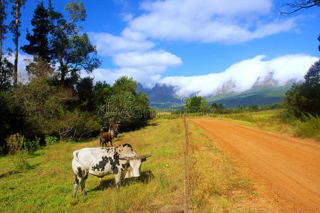 牧场上的非洲nguni公牛
