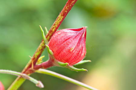 泰国花园里的玫瑰茄