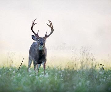 雾草地上的白尾鹿