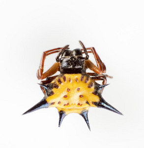 十字轴六角十字轴照片