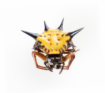 十字轴六角十字轴照片