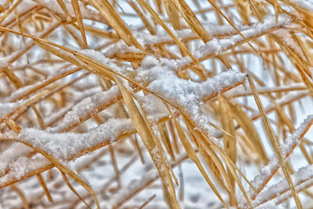 冬雪重压下的冬眠野草