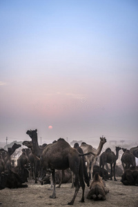 印度拉贾斯坦邦普什卡尔集市日落时分的骆驼