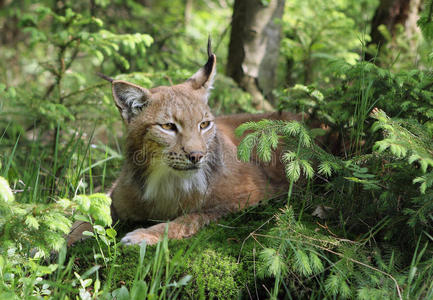 森林里的山猫