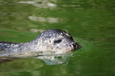 海豹水生哺乳动物图片