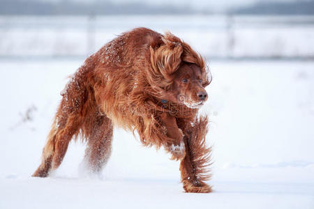 爱尔兰红猎犬