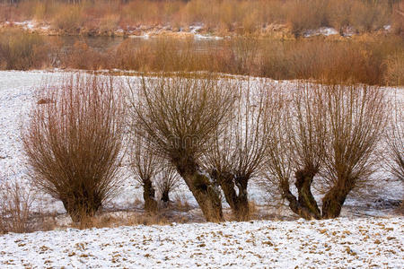 柳树的冬季景观。