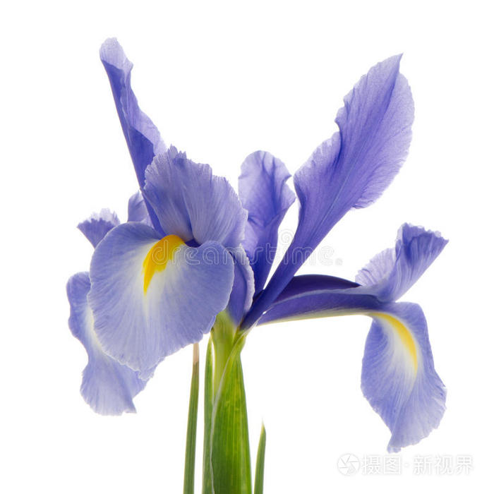紫百合花