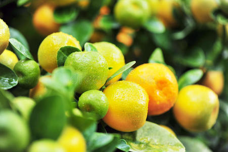 谷物向指已提到的人雄天鹅向一白色的b一ckground小麦田手拉金橙子