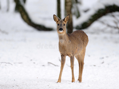 雪鹿