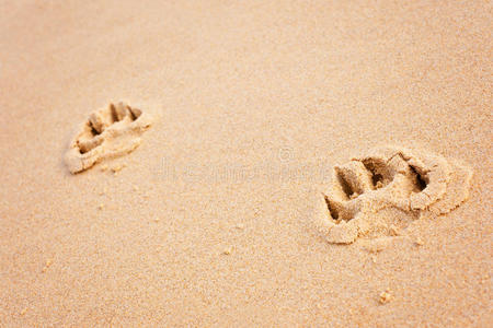 海滩上的狗爪印