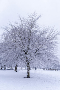 白雪覆盖的树