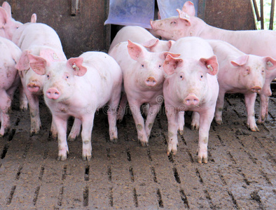 猪群图片