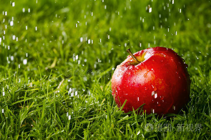 躺在草地上的红苹果。
