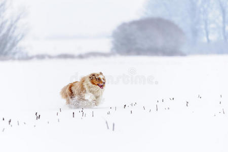 澳大利亚牧羊犬在雪地上奔跑