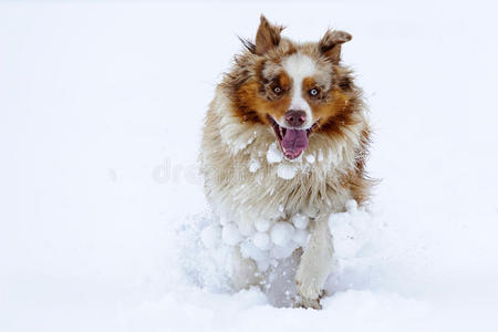 澳大利亚牧羊犬在雪地里奔跑