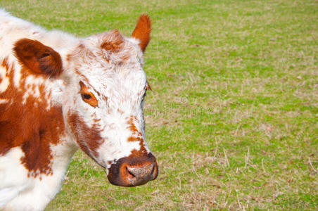 放牧 农事 哺乳动物 鼻子 牛肉 动物群 奶牛 牲畜 繁殖