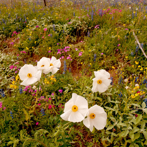 野花季节