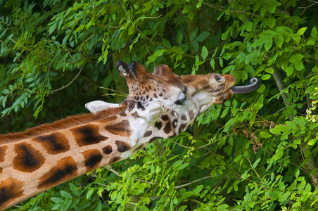 长颈鹿吃树叶图片
