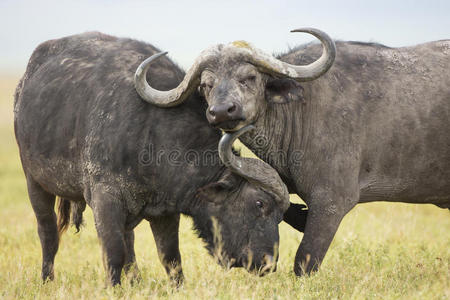 坦桑尼亚水牛角公牛