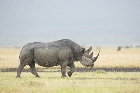 坦桑尼亚的黑犀牛图片