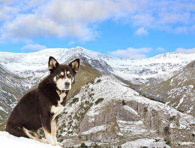 狗与雪山