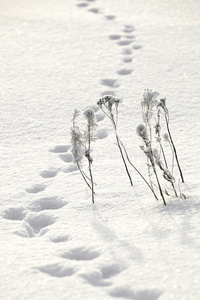 附近雪地里的动物足迹