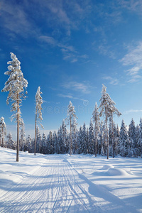 冬林中空旷的积雪路
