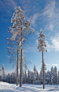 冬季景观。冬天覆盖着雪的木头。