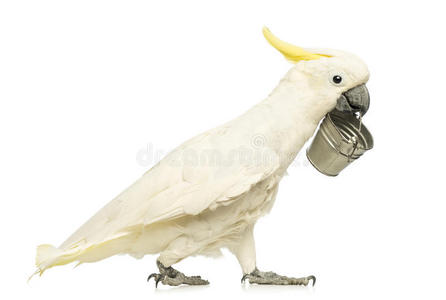 硫冠凤头鹦鹉，30岁，走路，嘴里叼着一个桶