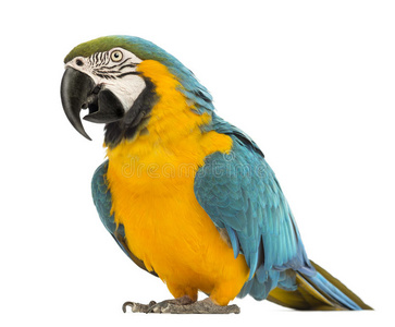 蓝黄金刚鹦鹉，ara ararauna，30岁