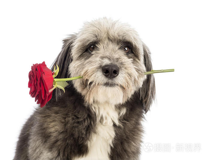 四岁的杂交种的特写镜头嘴里叼着一朵红玫瑰